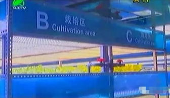 掀开植物工厂的智慧面纱 三安植物照明工厂项目本月底投产，引领现代农业新篇章